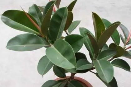 十大空气净化作用的植物 增加室内湿度植物排名