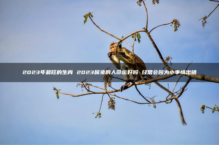 2023年最旺的生肖 2023属兔的人命运好吗 经常会因为小事情出错