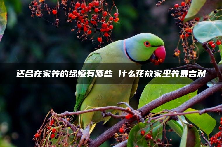 适合在家养的绿植有哪些 什么花放家里养最吉利